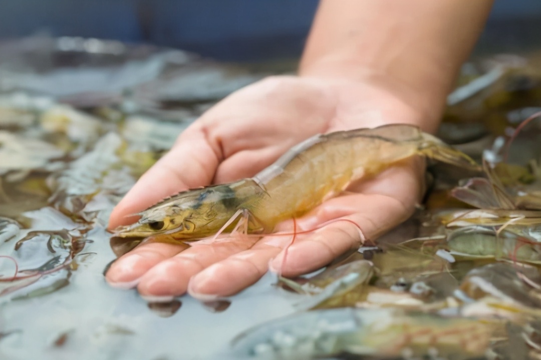 基围虾是一个品种吗,基围虾是明虾吗
