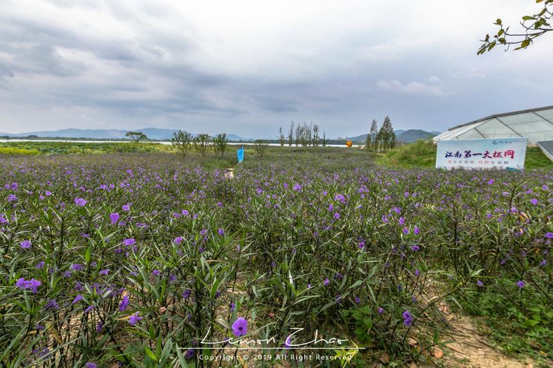 在德清下渚湖体验江南第一扳网捕鱼,水上竹筏漂流看夕阳,太美了
