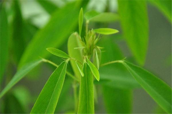 自然界嘴巴奇特的十种动物,十种奇特的自然界植物图片