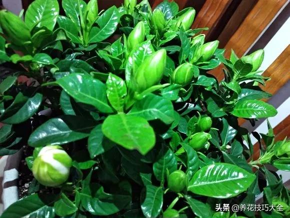 1个塑料瓶，繁殖出10盆栀子花，成活率高，新手也能玩