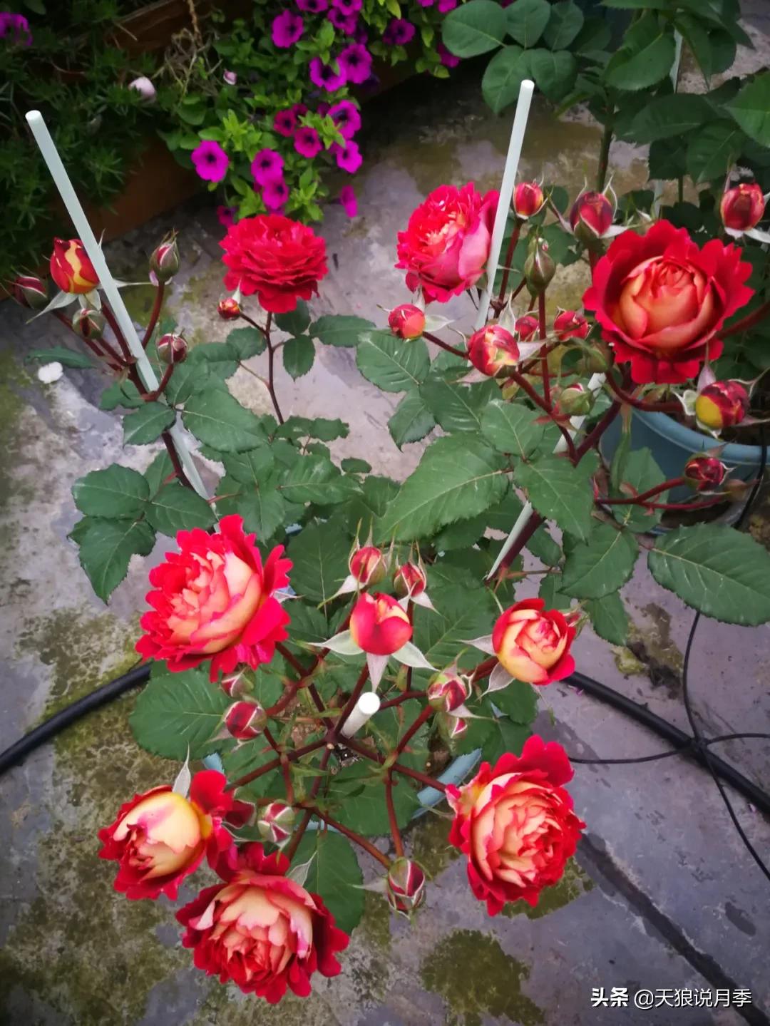 月季花是时候展现真正的技术了 (开春的第一波月季花就这么过去了)