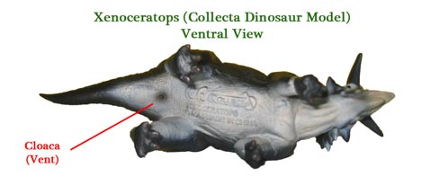 为什么一些动物的排泄器官和交配器官是同一个?人类却不是如此?