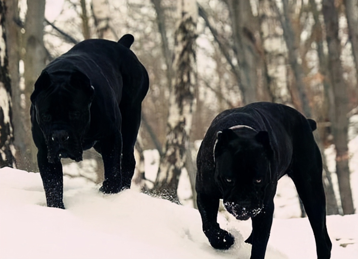 看家的狗狗,看家狗狗大全