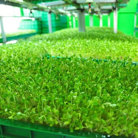 十几平露天阳台种菜怎么砌菜园,阳台怎么布置菜园