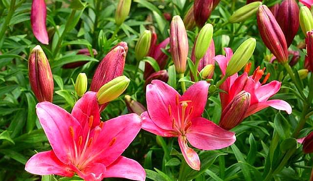 百合花苞怎么不开反而枯萎了,百合花苞迟迟不开怎么办