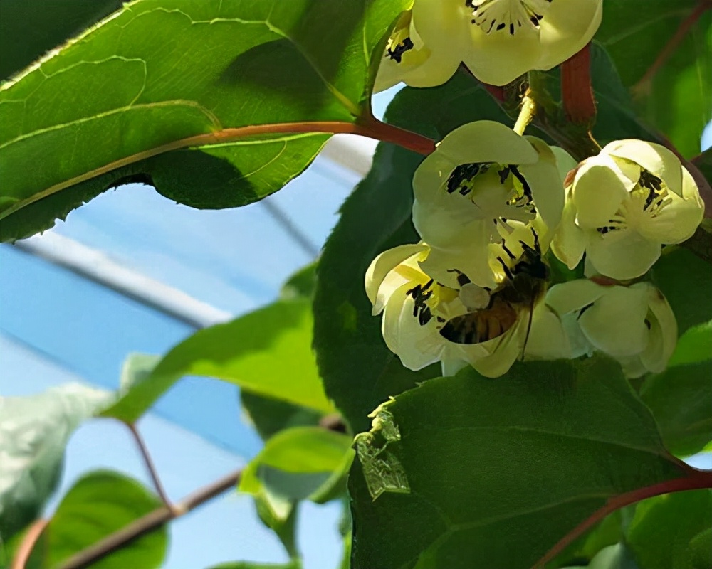 新品种速生软枣猕猴桃,果树软枣猕猴桃