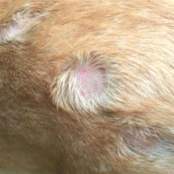 处理狗狗皮肤病的小妙招,狗狗皮肤发红是什么皮肤病