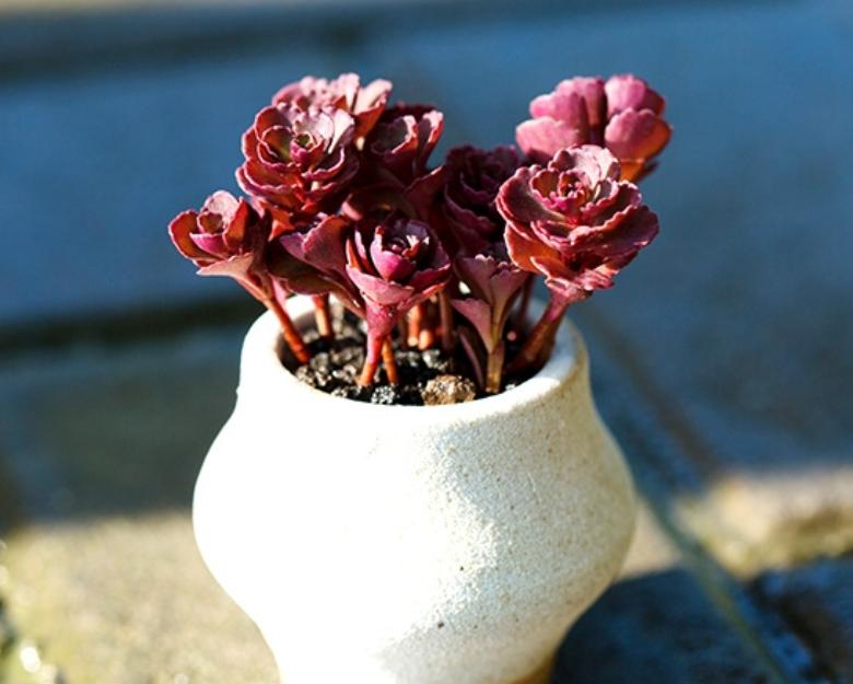 多肉缀化怎么才能养成扇形,小球玫瑰锦多肉如何养护