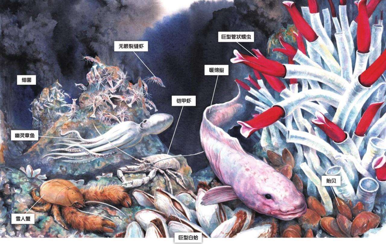 450℃海底热泉旁生活着的大虾，该如何才能煮熟？