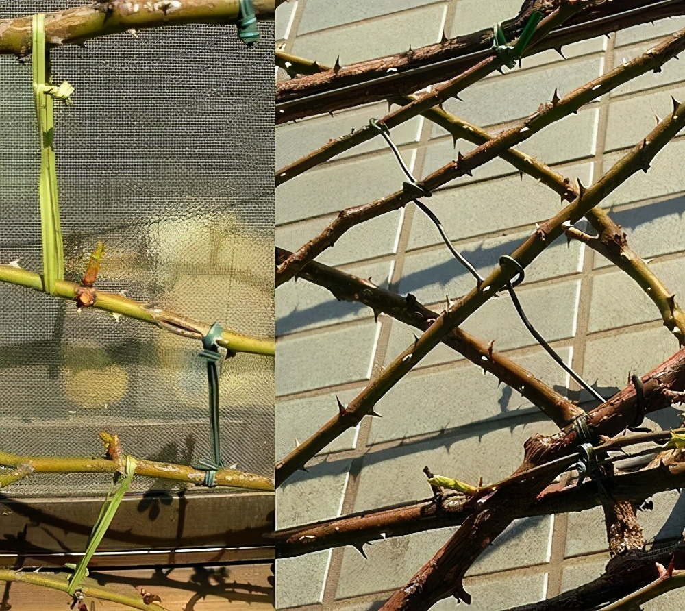 藤本月季春季开花后怎样管理,藤本月季开花前的管理