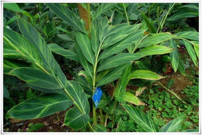 100种常见观叶植物图鉴史上最全,农村常见的100种植物