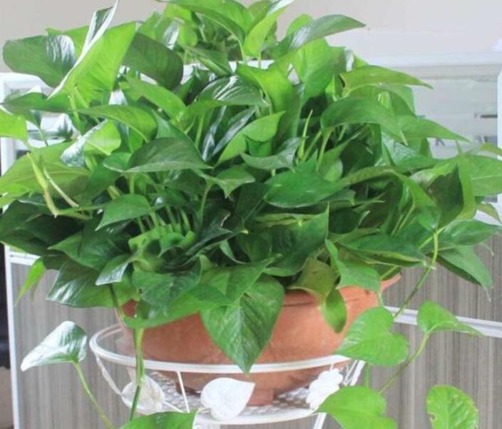 净化空气甲醛最怕的十种花,可以开花净化甲醛的盆栽