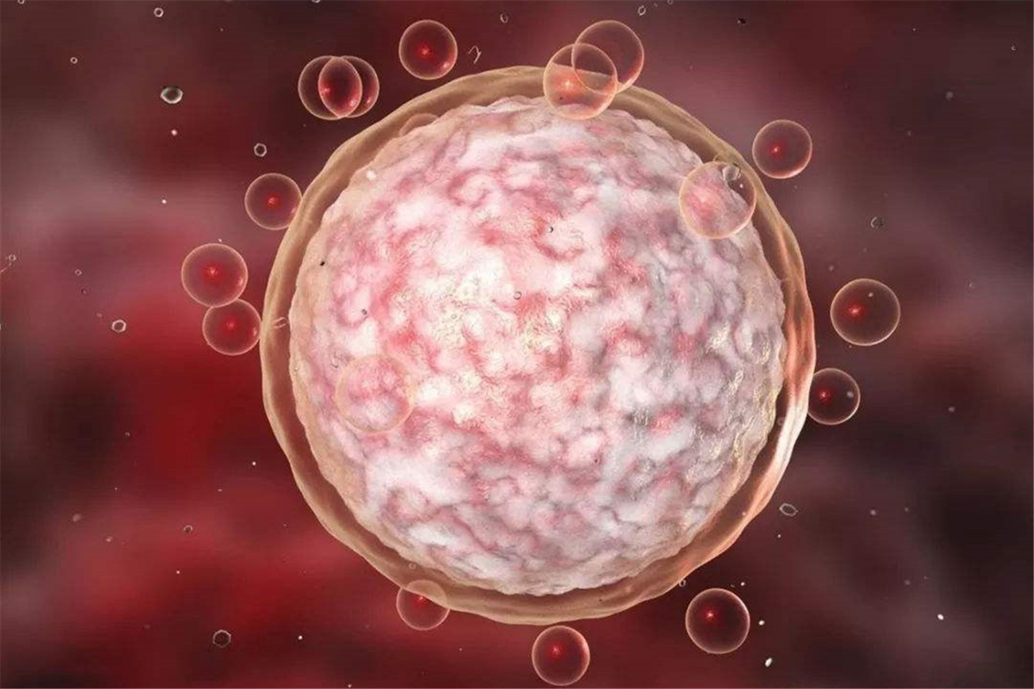 卵泡过大影响这个月来月经吗,卵泡质量不好会影响胎儿质量吗