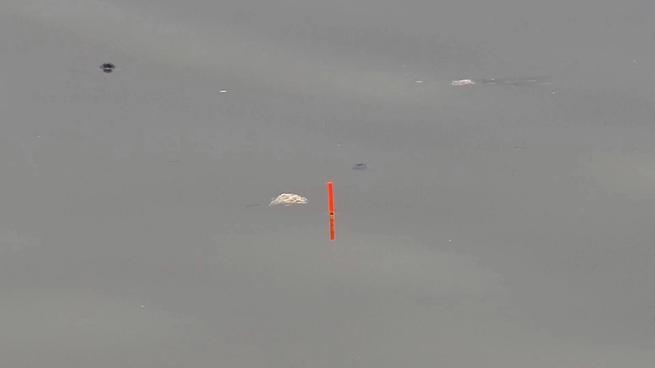 双钩调平水目数和饵料的变化,浮漂空钩调平水钓二目视频