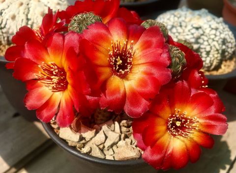 101个仙人球品种,101种仙人球开花图片