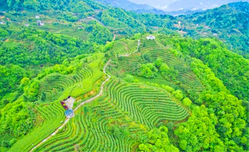 博白龙眼采摘基地在哪里,博白石硖龙眼什么时候成熟