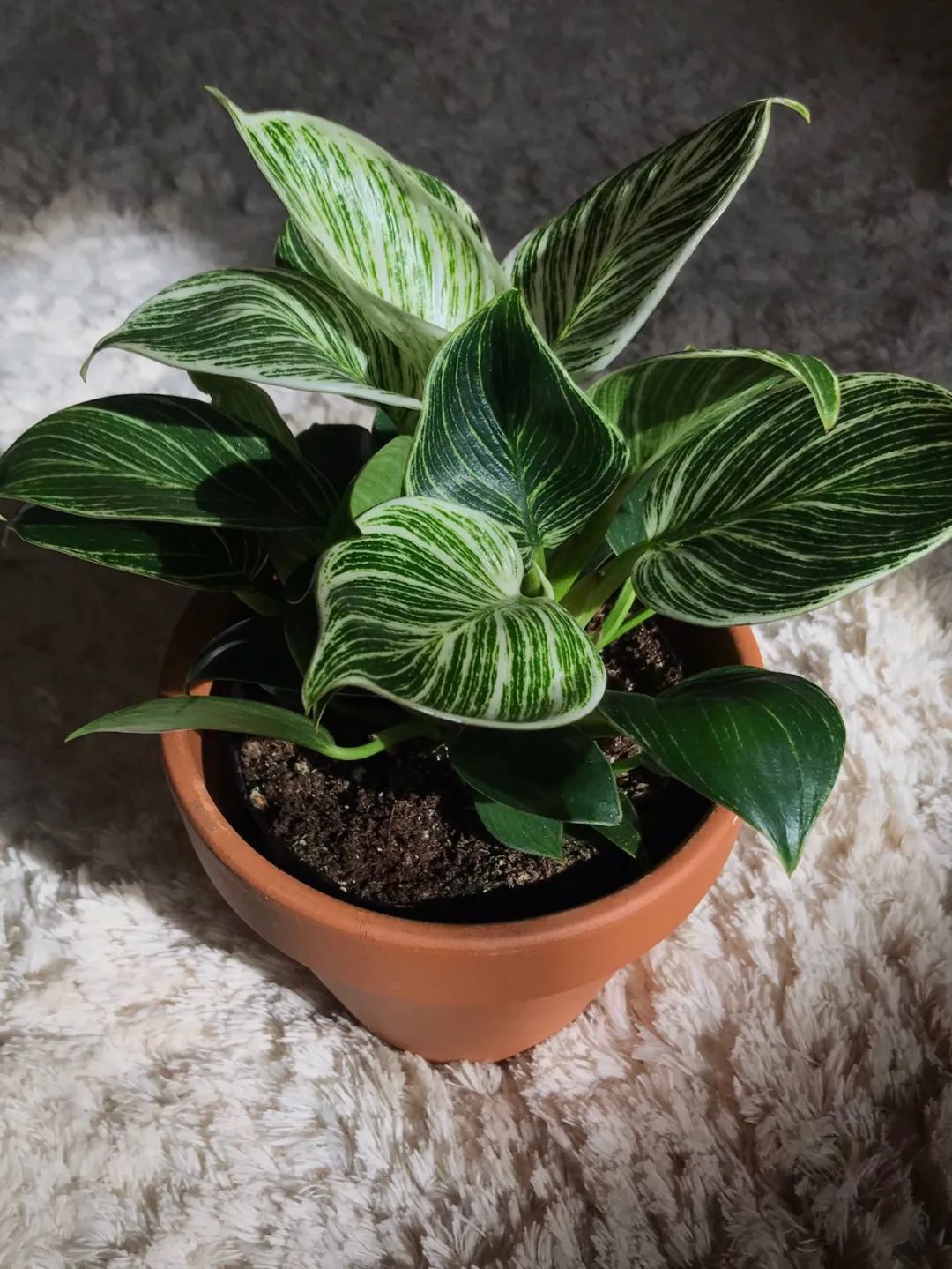 叶片翠绿的10种盆栽,叶子有斑点的观叶植物