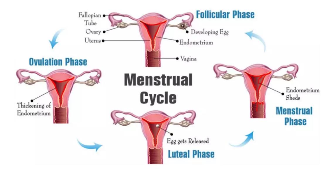女性的月经周期是28天还是30天,女性月经周期38-40天