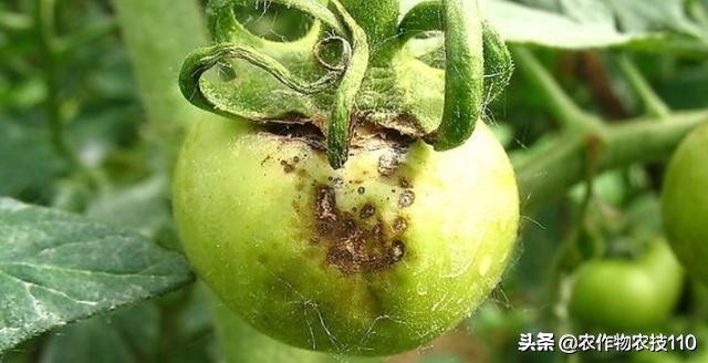 大棚西红柿阴雨天能打枝吗,阴雨天西红柿大棚湿度大怎么办