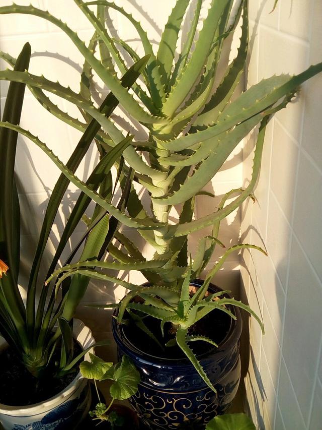 芦荟养10年,芦荟养护和成长变化