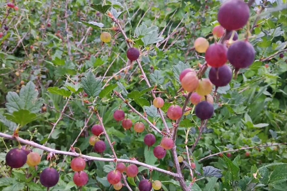 像灯笼果的野果叫什么,野果红灯笼果纯天然