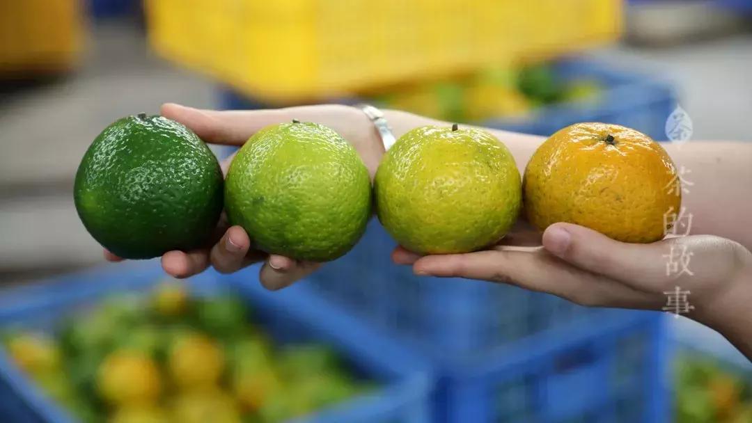 一两陈皮一两金指的是几年陈皮,一两陈皮一两金的出处