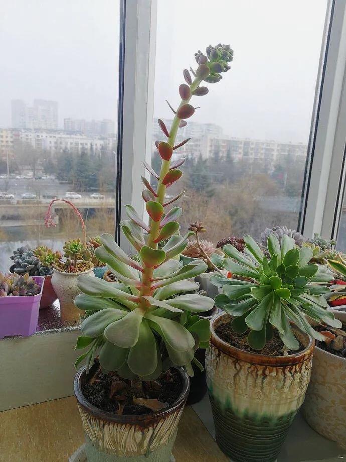 多肉法师韶羞现在能摘心吗,韶羞法师和荷兰玫瑰法师的区别