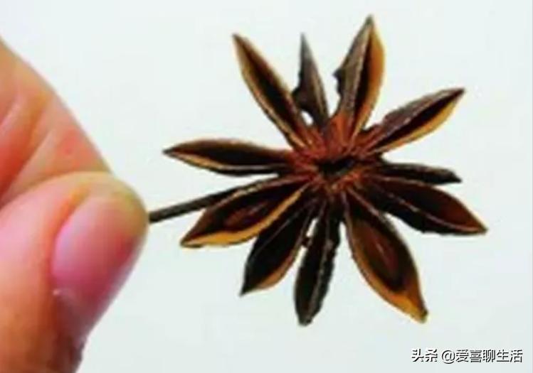 假八角和真的八角有什么区别,八角有毒的鉴别方法