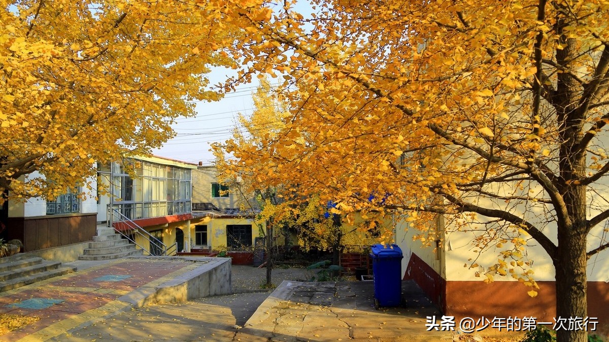 山东临沂哪里的银杏最多,临沂看银杏的最佳地点