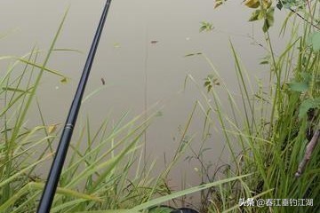 江钓肥鱼方法技巧,肥水钓鲫鱼怎么钓