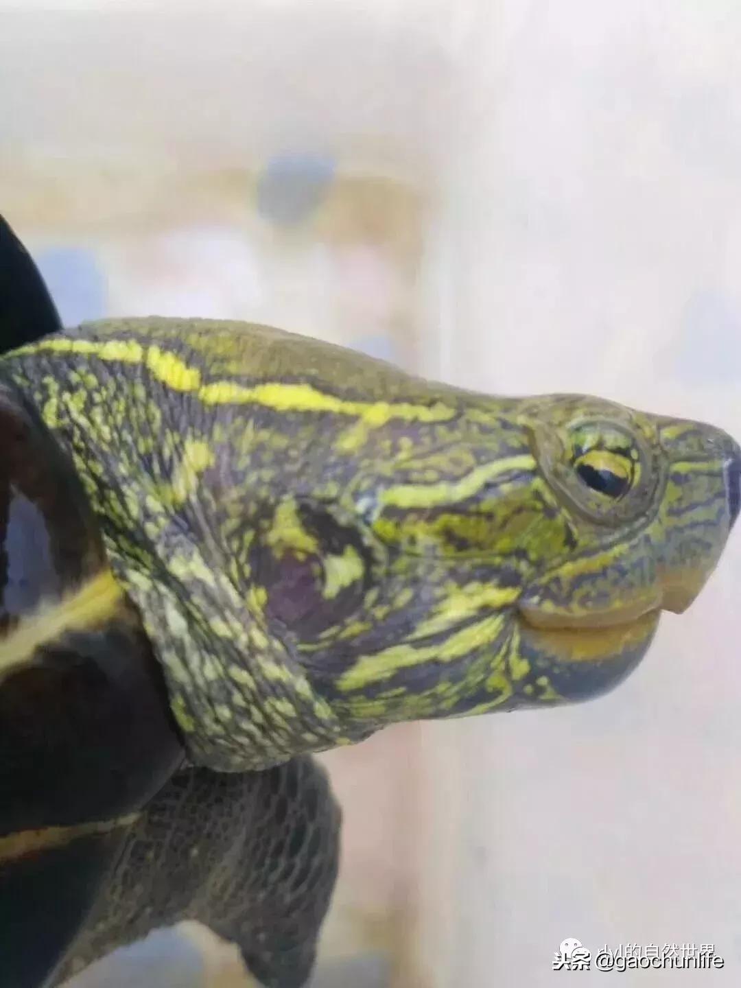 大草龟和小草龟谁好养,变异草龟和草龟的区别