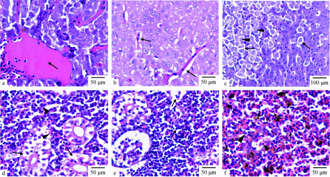 鱼类细菌性败血症怎么办,鱼病探讨