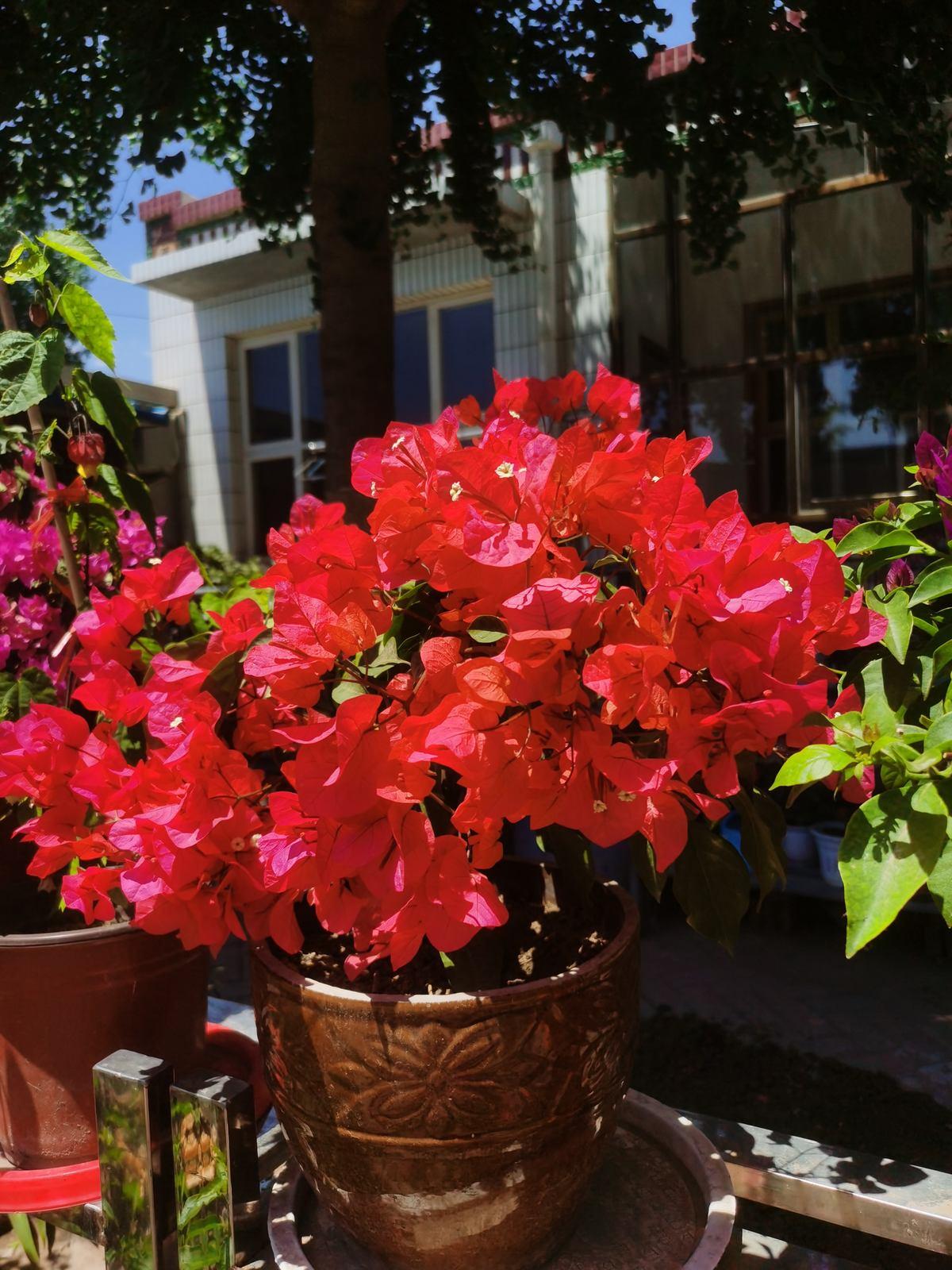 有哪些花不怕晒又耐寒,冬天最耐寒不怕冻的花