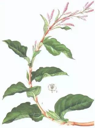 春天应该是什么颜色的,春天的颜色是绿色