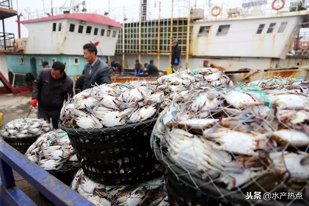 舟山梭子蟹为什么价格这么高,舟山梭子蟹价格为啥差那么多