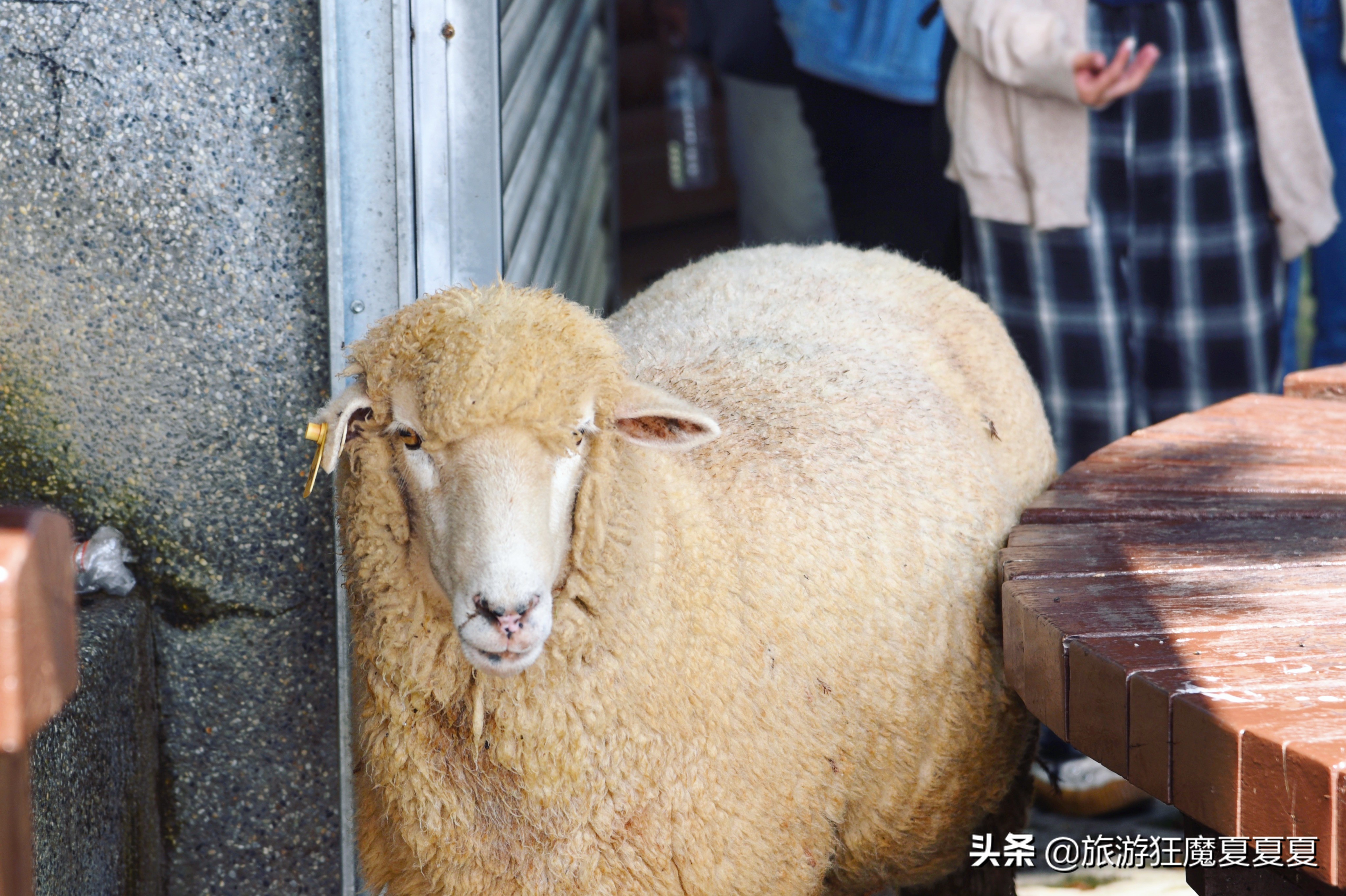 台湾适合亲子游的景点推荐,台湾清境农场游后感