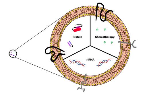 罗氏、礼来、武田等都有布局，“外泌体疗法”有多神奇？