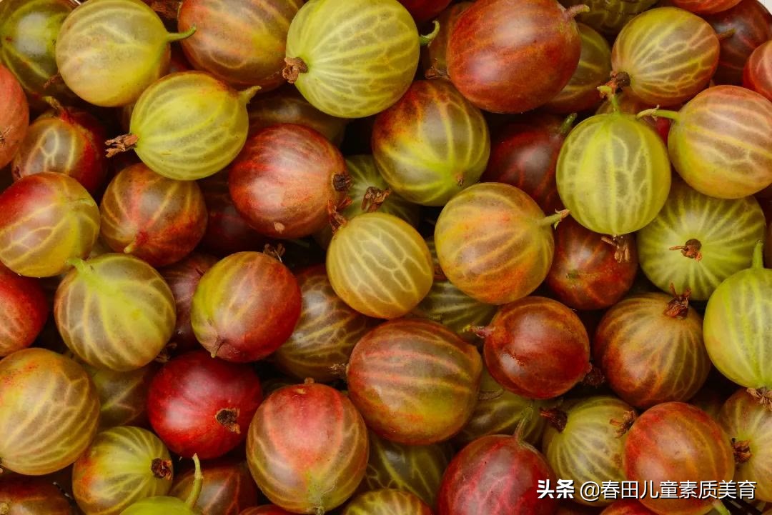 教程|适用于三年级以上—少儿美术课程《灯笼果》