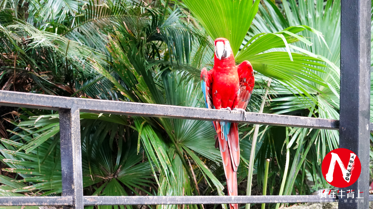 三亚呀诺达热带雨林文化区简介,三亚呀诺达热带雨林开业了吗