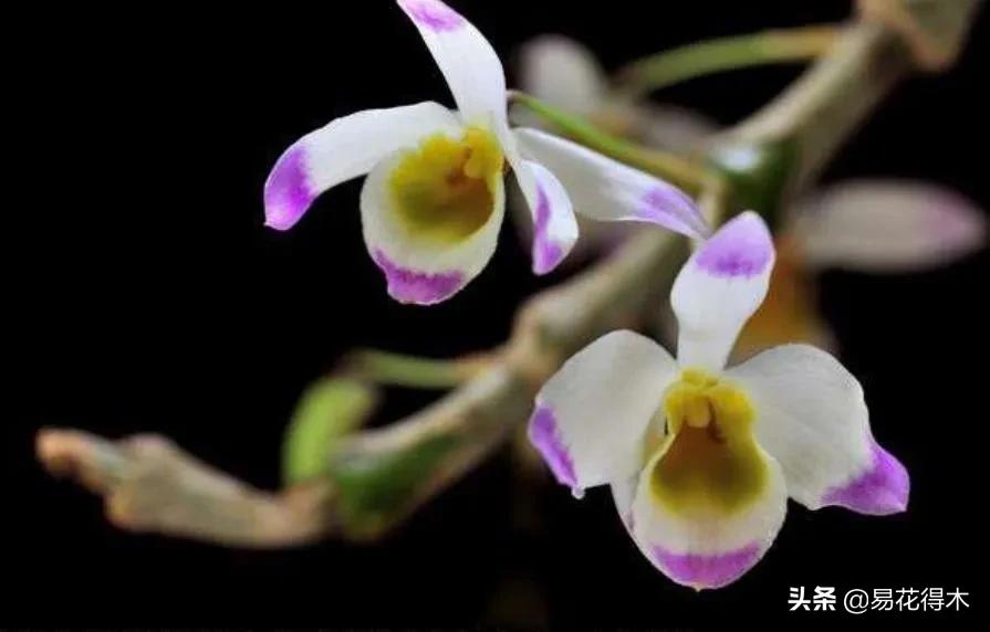 条状石斛和钉状石斛的区别,翅梗石斛与黑毛石斛的区别