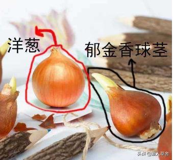 荷兰郁金香当年有多疯狂,郁金香荷兰史