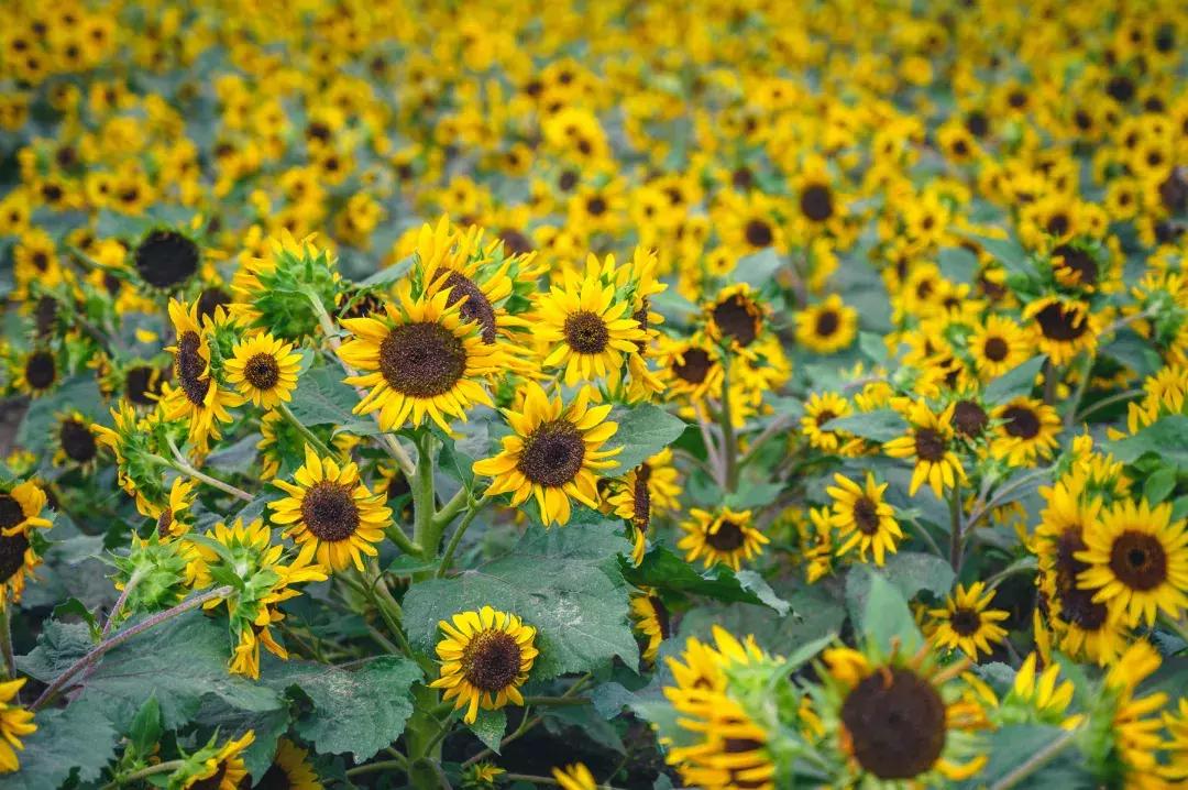 10月的武汉，有20个好消息请各位武汉人查收