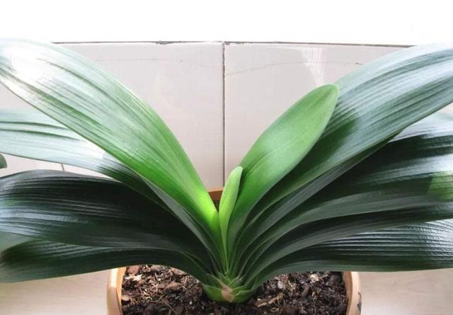 君子兰叶子皱皱巴巴怎么回事,君子兰叶子参差不齐撕掉还会长