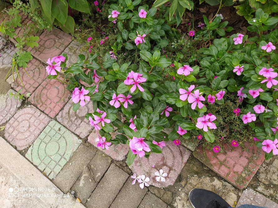 乘风破浪宁静和小花,宁静的小花