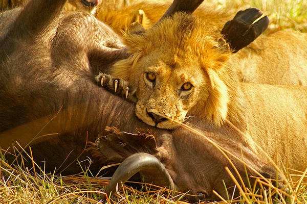 我们为什么不吃食肉动物，专家们说出原因，存在“潜在威胁”？