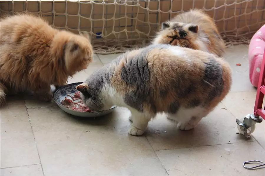 猫吃生骨肉注意事项,猫咪吃生骨肉要注意什么