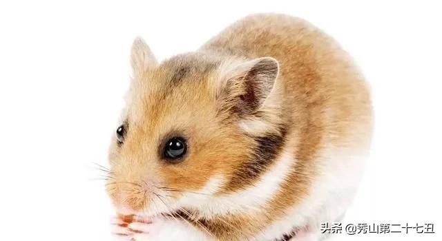 仓鼠最适合新手饲养的排名,仓鼠饲养新手入门教学