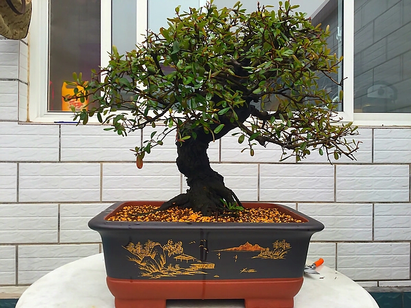 火棘盆景换盆的最佳时间,火棘盆景十一月移栽能成活吗