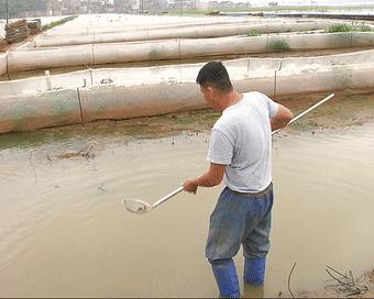 呱呱~石潭有个“青蛙王子”，每天都与500万只青蛙玩耍！