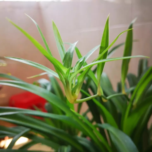 金边吊兰的金边消失,金边吊兰叶子变淡是什么原因